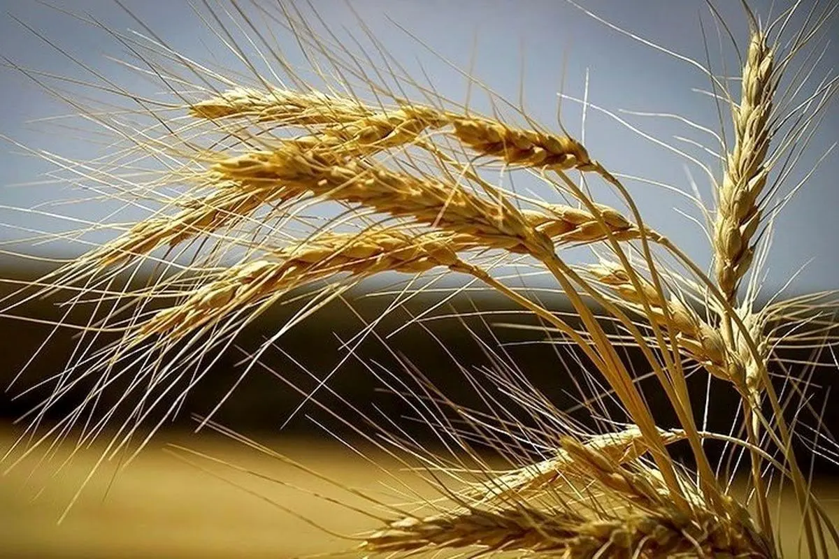اولین مرحله از پرداخت مطالبات گندمکاران پرداخت شد