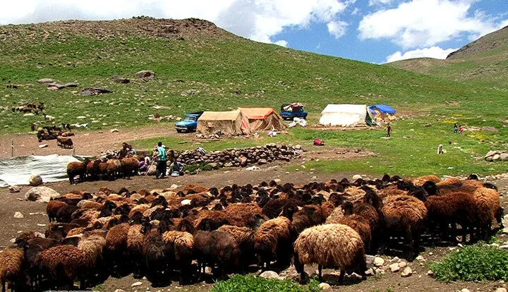 مشکلی در تامین نهاده‌ دامی عشایر وجود ندارد