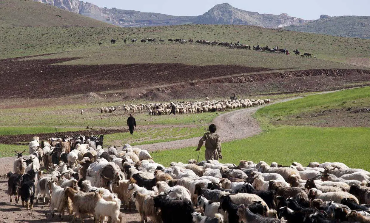 ۶ میلیون راس دام در عشایر کشور تولید خواهد شد